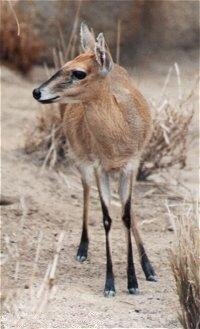 Bush Duiker(Sylvicapra grimmia)Swahili:nsya