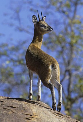 Klipspringer(Oreotragus oreotragus) Swahili: mbuzi mawe