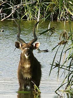 Sitatunga(Tragephalus spekei) Swahili: nzohe