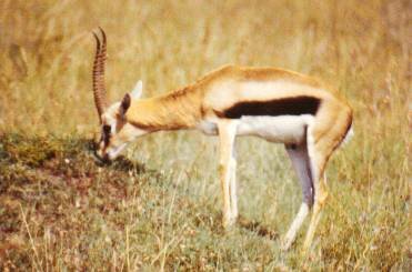 Thomson's Gazelle (Gazellathomsoni) Swahili: swala tomi