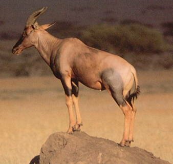 Topi(Damaliskus lunatus) Swahili:nyamera