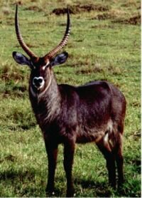 Waterbuck (Kobus ellipsipryumus) Swahili:kuru