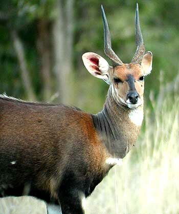 Bushbuck(Tragelaphus scriptus) Swahili:pongo