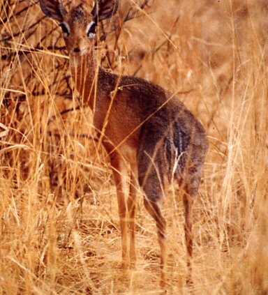 Dik Dik(Madgwa kirki) Swahili:dik dik